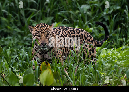 Ein Jaguar (Panthera onca) Wandern im hohen Gras, Mato Grosso, Brasilien, Südamerika Stockfoto