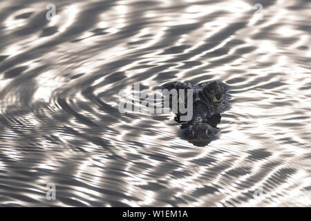 Ein jacare Kaimane (Caiman yacare) an der Oberfläche von Wasser, Mato Grosso, Brasilien, Südamerika Stockfoto