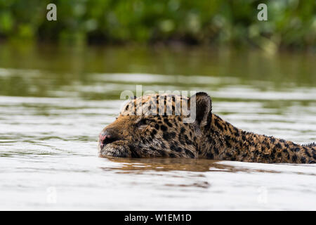 Ein Jaguar (Panthera onca) Schwimmen im Fluss, Mato Grosso, Brasilien, Südamerika Stockfoto