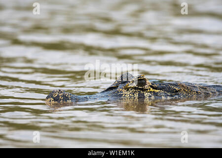 Jacare Kaimane (Caiman yacare), Pantanal, Mato Grosso, Brasilien, Südamerika Stockfoto