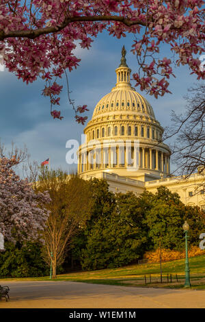 Blick auf das Capitol Gebäude und spring blossom, Washington D.C., Vereinigte Staaten von Amerika, Nordamerika Stockfoto