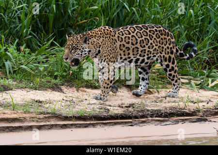 Ein Jaguar (Panthera onca) zu Fuß auf einem sandigen Ufer, Mato Grosso, Brasilien, Südamerika Stockfoto