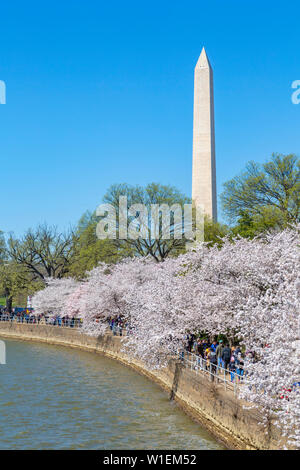 Blick auf das Washington Monument und Kirschbäume blühen Bäume, Washington D.C., Vereinigte Staaten von Amerika, Nordamerika Stockfoto