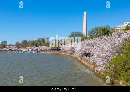 Blick auf das Washington Monument und Kirschbäume blühen Bäume, Washington D.C., Vereinigte Staaten von Amerika, Nordamerika Stockfoto