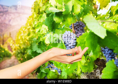 Optische Illusion einer Hand, die eine Reihe von schwarzen Trauben im Weinberg Stockfoto