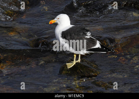 Kelp Möwe (Larus dominicanus) stehen auf einem Stein, umgeben von Wasser, Falkland Inseln, Südamerika Stockfoto