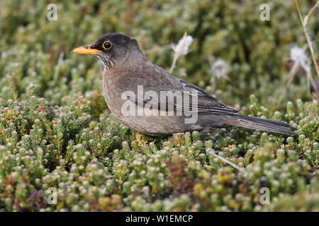 Nach Austral Thrush (Turdus falcklandii) der Unterarten Falkland Thrush (Turdus falcklandii Falkand falcklandii), Inseln, Südamerika Stockfoto