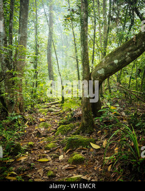 Sinharaja Rainforest National Park, Deniyaya, Bundesland Kärnten, Sri Lanka, Asien Stockfoto