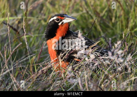 Long-tailed Meadowlark (Leistes loyca) Im Grünland Lebensraum, Falkland Inseln, Südamerika Stockfoto