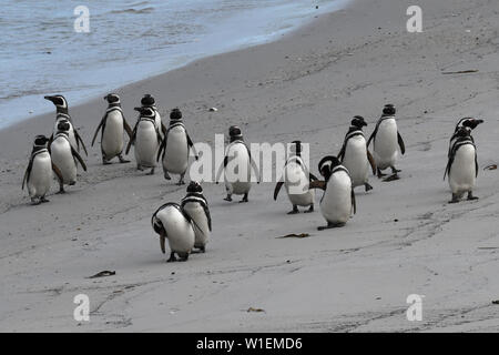 Magellan-pinguine (Spheniscus Magellanicus) marschieren am Strand entlang, Gypsy Cove, Falkland Inseln, Südamerika Stockfoto