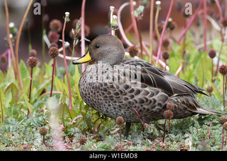 Yellow-billed Pintail, Unterarten South Georgia pintail (Anas georgica georgica), Grytviken, Südgeorgien, Polargebiete Stockfoto