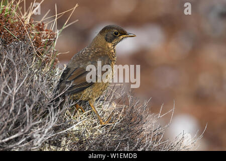 Juvenile Austral Thrush (Turdus falcklandii) der Unterarten Falkland Thrush (Turdus falcklandii Falkand falcklandii), Inseln, Südamerika Stockfoto