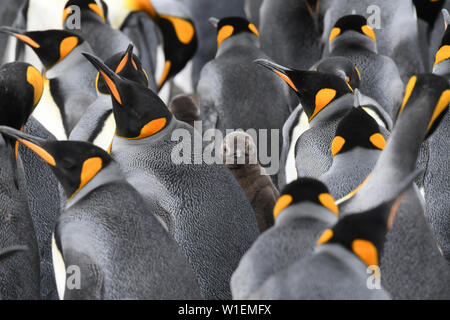 Königspinguin (Aptenodytes patagonicus) Küken, Peering zwischen mehreren Erwachsene, Freiwilliger, Falkland Inseln, Südamerika Stockfoto