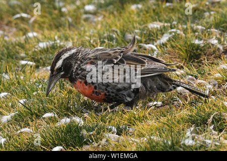 Long-tailed Meadowlark (Leistes loyca) auf Nahrungssuche im Gras bestreut mit Gehäutet pinguin Federn, Falkland Inseln, Südamerika Stockfoto