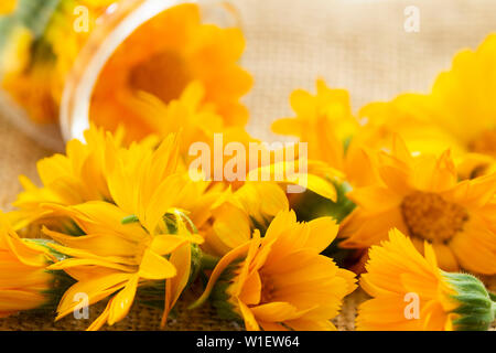Ringelblume (Calendula officinalis) Blumen im Glas auf einem Sack Hintergrund. Hintergrund mit Calendula. Heilpflanzen. Marigold flower mit Stockfoto