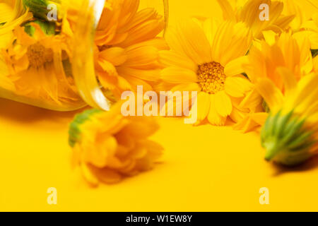 Ringelblume (Calendula officinalis) Blumen im Glas auf einem gelben Hintergrund. Hintergrund mit Calendula. Heilpflanzen. Marigold flower mit Lea Stockfoto