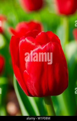 Nahaufnahme von rote Tulpe Stockfoto