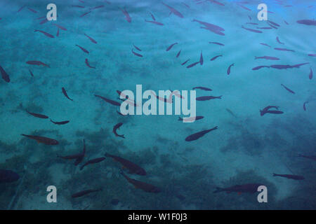 Ein Schwarm Fische im seichten Wasser des Sees. Stockfoto