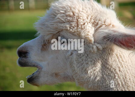 Leiter der neu geschoren Alpaka Stockfoto