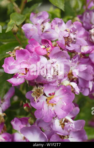 Rosa 'Veilchenblau'. Hellen magentaroten Blüten in Rosa 'Veilchenblau', ein Hybrid multiflora Rose Wandern. Hauptversammlung Stockfoto