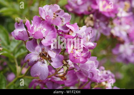 Rosa 'Veilchenblau'. Hellen magentaroten Blüten in Rosa 'Veilchenblau', ein Hybrid multiflora Rose Wandern. Hauptversammlung Stockfoto