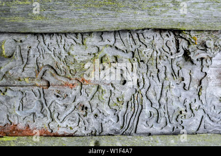 Baum nach dem Käfer Borkenkäfer. Großen natürlichen Muster auf Holz. Stockfoto