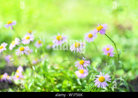 Schönen alpinen Margeriten, Astern im Sommer in ein Blumenbeet auf grünem Hintergrund. Violett - lavendel Alpine aster Blüte im Sommer Garten Stockfoto