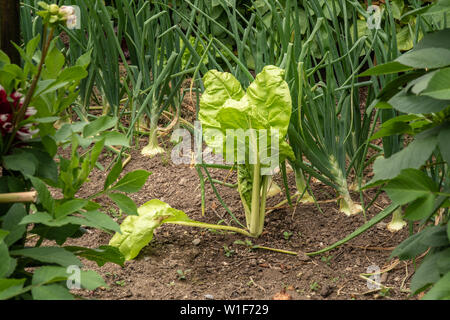 Mangold im Garten. Gartenarbeit Konzept Stockfoto