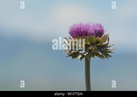 Lila Moschus thistle Blume oder carduus nutans gegen verschwommenen Hintergrund der Rocky Mountains mit Wolken Stockfoto
