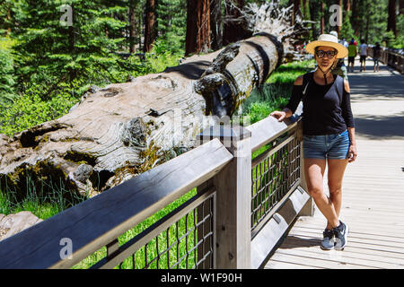 Frau posiert mit einem umgestürzten Mammutbaum-Stamm in Mariposa Grove, Yosemite National Park, Kalifornien, USA Stockfoto