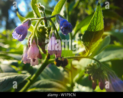 Humblebee, Hummel bestäubt Rosa wilden Blumen. Stockfoto