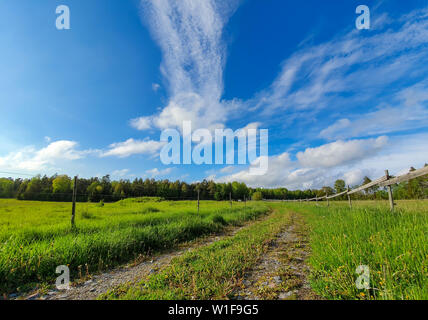 Bunte schwedischen Sommer Wald und Felder mit klaren blauen Himmel. Schwedische Natur im Sommer. Stockfoto