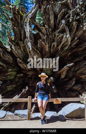 Frau posiert mit einer gefallenen Mammutwurzel in Mariposa Grove, Yosemite National Park, Kalifornien, USA Stockfoto