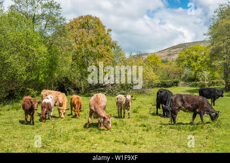 Rinder grasen in ein Feld an Widecome im Moor im Nationalpark Dartmoor, Devon, England, UK. Stockfoto