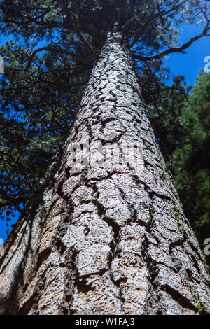 Low-Angle Ansicht eines riesigen Sequoia in Mariposa Grove , Yosemite National Park, Kalifornien, USA Stockfoto