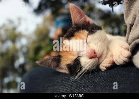 Eine Hauskatze baby Und die Aufzeichnungen über ihre Reaktionen. Sie sind Bilder mit Verschluss auf sein Gesicht und seine Ausdrucksformen. Viel Liebe. Stockfoto