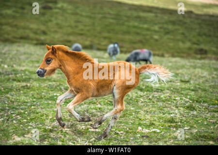 Pony Fohlen in den Nationalpark Dartmoor, Devon, West Country, England, UK. Stockfoto