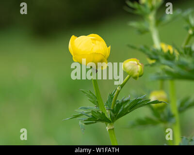 Nahaufnahme eines globeflower (Trollius europaeus, Ranunculaceae) in den österreichischen Alpen Stockfoto