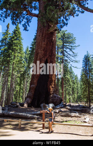 Tourist Woman 30 years posing with the Grizzly Giant Sequoia, Mariposa Grove, Yosemite National Park, California, USA Stockfoto