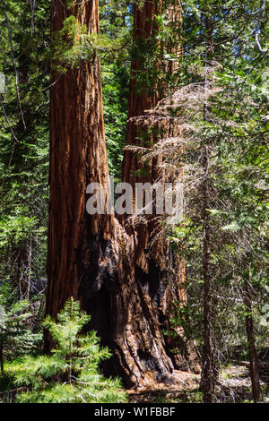 Angefügte siamesische Riesenmammutbäume in Mariposa Grove, Yosemite National Park, Kalifornien, USA Stockfoto