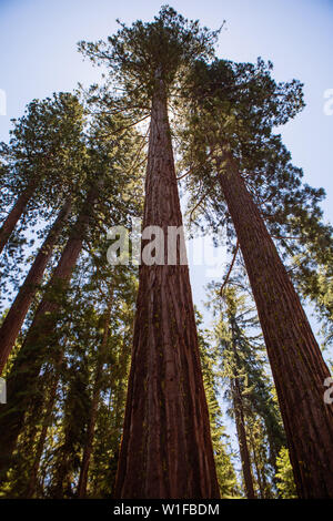 Ansicht der Riesenmammutbäume in Mariposa Grove, Yosemite National Park, Kalifornien, USA Stockfoto