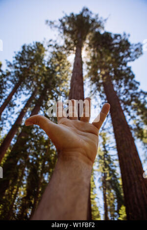 Tiefwinkel-Ansicht mit geöffneter Hand, zeigt Riesenmammutbäume in Mariposa Grove, Yosemite National Park, Kalifornien, USA Stockfoto