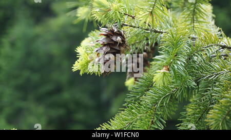 Pine Cone Hintergrund Stockfoto