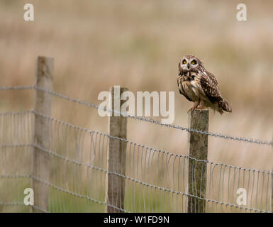 Eine wilde Short Eared Owl (Asio Flammeus) auf hölzernen Zaun Pfosten thront, North Uist, Äußere Hebriden, Schottland Stockfoto