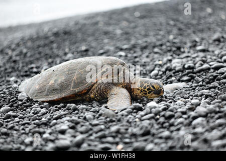 Schildkröte. Hawaiian Meeresschildkröten auf Beach auf Big Island, Hawaii, USA. Stockfoto