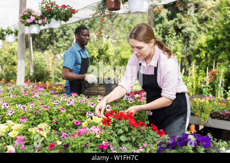 Junge erfahrene Mitarbeiterin im Garten arbeiten im Gewächshaus, Kontrolle der Blumen Stockfoto