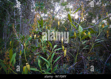 Blick auf die Kannenpflanze Nepenthes in der Region Atsinanana, Madagaskar Stockfoto