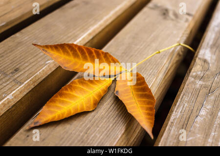 Trocken gefallenen Herbst Blatt auf der Werkbank Stockfoto