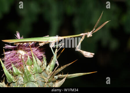 Pfeilspitze, Mantis, Empusa pennata, Haubenfangschrecke Stockfoto