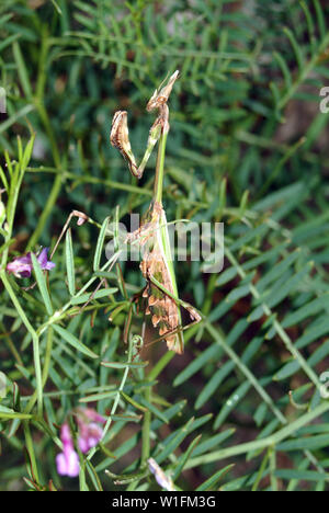 Pfeilspitze, Mantis, Empusa pennata, Haubenfangschrecke Stockfoto